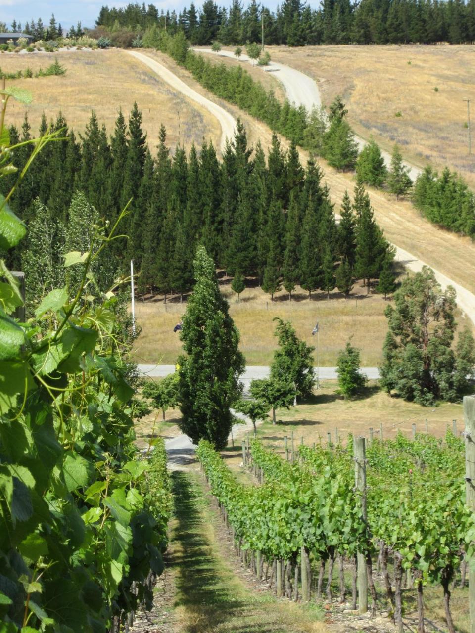 Hawkdun Rise Vineyard & Accommodation Alexandra Eksteriør billede